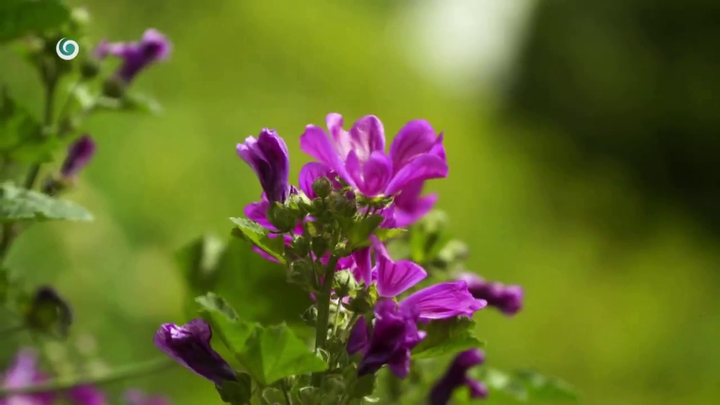 Nová záhrada - slez